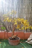 Trabajos de invierno en hoja caduca Trabajos de invierno en hoja caduca