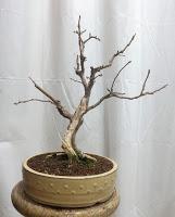 Trabajos de invierno en hoja caduca Trabajos de invierno en hoja caduca