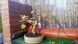 Trabajos de invierno en hoja caduca Trabajos de invierno en hoja caduca