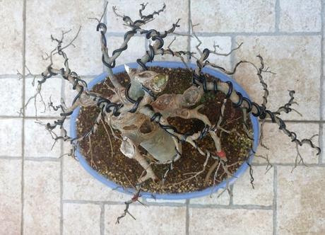 Trabajos de invierno en hoja caduca Trabajos de invierno en hoja caduca