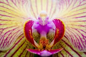 Orquídeas con forma de animales descarga-4