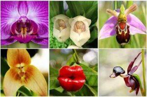 Orquídeas con forma de animales images-29