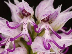 Orquídeas con forma de animales images-30