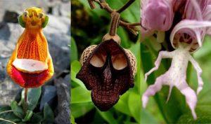Orquídeas con forma de animales images-27