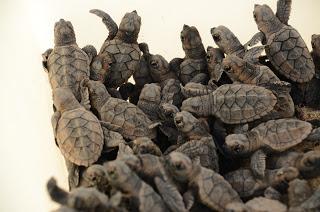 Hotel Catalonia Gran Dominicus libera crías de tortugas de carey