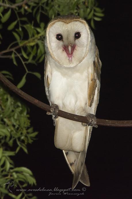 Lechuza de campanario (Barn owl) Tyto alba