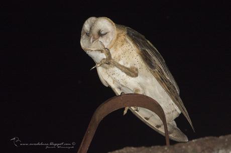 Lechuza de campanario (Barn owl) Tyto alba
