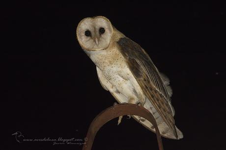 Lechuza de campanario (Barn owl) Tyto alba