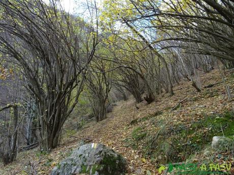 Ruta a Peña Melera y Los Pandos: Bosque sobre Cuevas