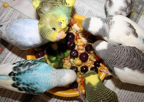 Qué Frutas y Vegetales Comen los Periquitos? ¡Los Mejores Manjares Para Tu Mascota!
