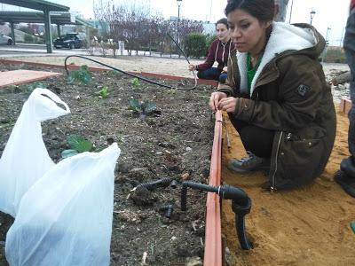 Sistemas de riego, protección y recogida