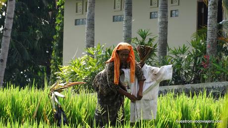 Ubud; un paseo por los campos de arrozales