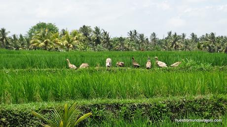 Ubud; un paseo por los campos de arrozales Ubud; un paseo por los campos de arrozales