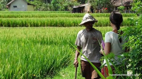 Ubud; un paseo por los campos de arrozales Ubud; un paseo por los campos de arrozales