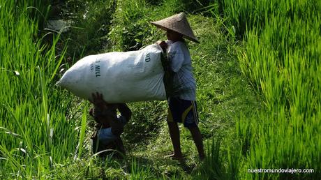 Ubud; un paseo por los campos de arrozales