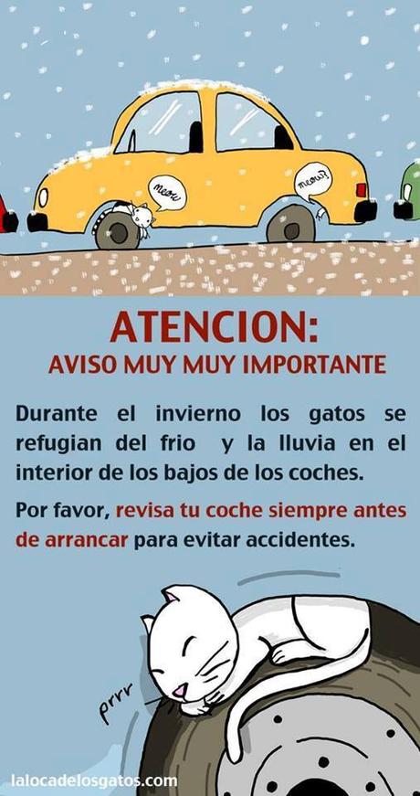 Invierno … cuidado con los gatos … pueden estar debajo del coche cuidado con gatos invierno