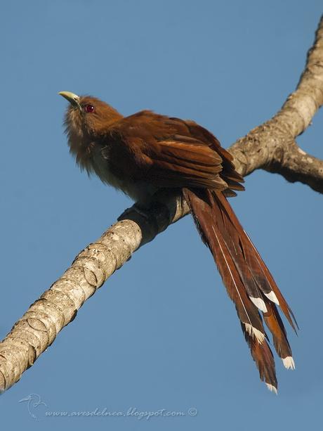 Tingazú (Squirrel Cuckoo) Piaya cayana