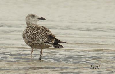 GAVIOTAS DE MUNDO...