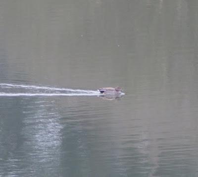 Patos en La Granda