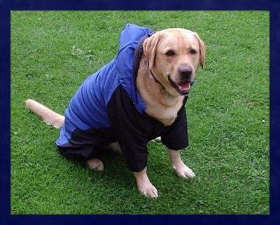 abrigos impermeables para perros tallas grandes abrigos impermeables para perros tallas grandes