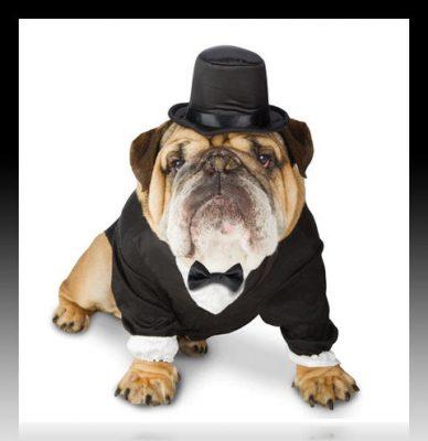 moldes de ropa para perros por tallas moldes de ropa para perros por tallas