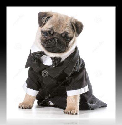 moldes de ropa para perros pdf moldes de ropa para perros pdf