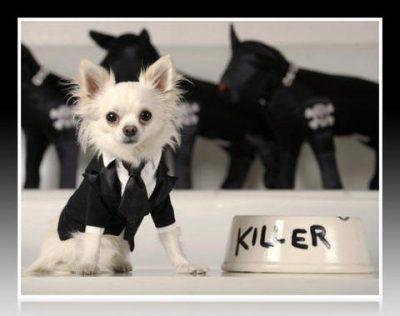 como hacer trajes para cachorros como hacer trajes para cachorros