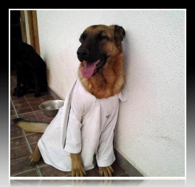 como hacer poleras para perros como hacer poleras para perros