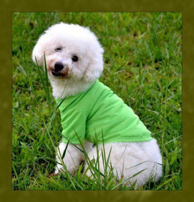 como hacer ropa para perro en casa como hacer ropa para perro en casa