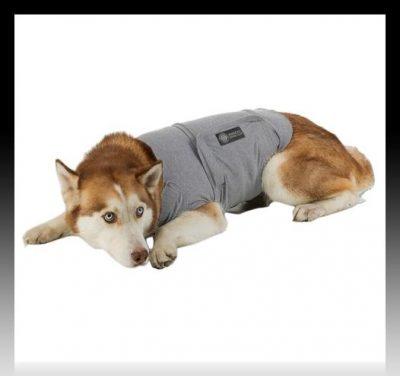 moldes de poleras para perros moldes de poleras para perros