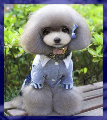 ropa para perros machos ropa para perros machos