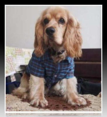 Camisas para perros machos cuatro modelos unicos como hacer ropa para perros caniches