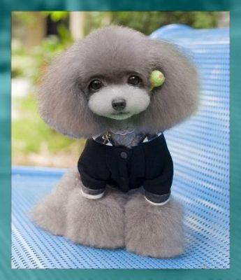 ropa para perros machos pequeños ropa para perros machos pequeños