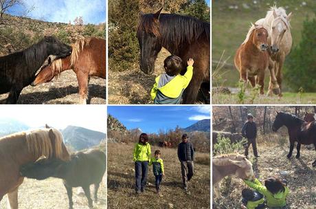 Un día entre caballos en libertad con la Fundación Miranda fundación Miranda | caballos en libertad Barcelona