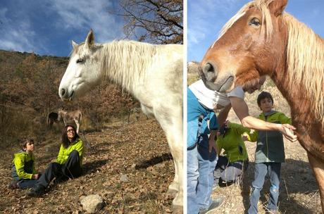 Un día entre caballos en libertad con la Fundación Miranda fundación Miranda | caballos en libertad Barcelona