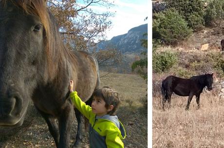 Un día entre caballos en libertad con la Fundación Miranda fundación Miranda | caballos en libertad Barcelona
