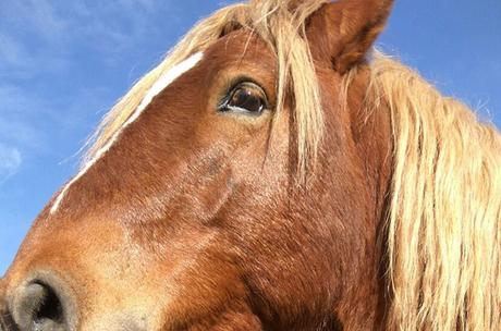 Un día entre caballos en libertad con la Fundación Miranda fundación Miranda | caballos en libertad Barcelona