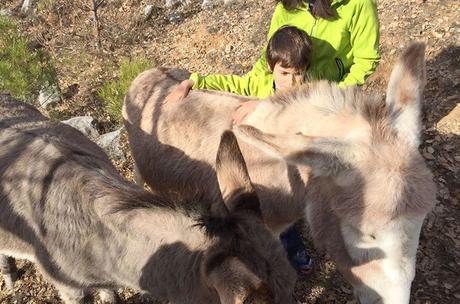 Un día entre caballos en libertad con la Fundación Miranda fundación Miranda | caballos en libertad Barcelona