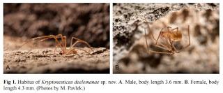 Nuevo género y nueva especie de araña en Croacia