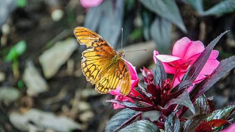 Parque Nacional Tortuguero En Costa Rica – 8 Actividades Imperdibles Parque Nacional Tortuguero En Costa Rica – 8 Actividades Imperdibles