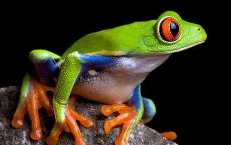 Parque Nacional Tortuguero En Costa Rica – 8 Actividades Imperdibles Parque Nacional Tortuguero En Costa Rica – 8 Actividades Imperdibles