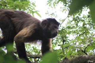 Minea libera tropa de mono margariteño en el Monumento Natural Matasiete y Guayamurí