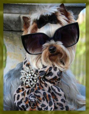 ropa ala moda para perros ropa ala moda para perros