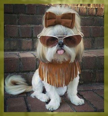 imagenes de ropa de moda para perros imagenes de ropa de moda para perros