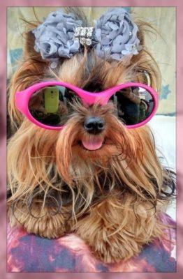 ropa de moda para perros chihuahua ropa de moda para perros chihuahua