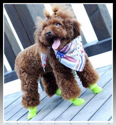 accesorios para perros pequeños accesorios para perros pequeños