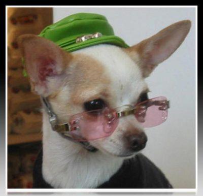 accesorios para perros pequeños chile accesorios para perros pequeños chile