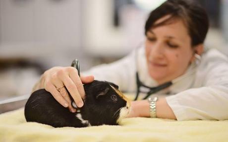 Diarrea En Las Cobayas – Causas, Tratamiento y Prevención Diarrea En Las Cobayas – Causas, Tratamiento y Prevención