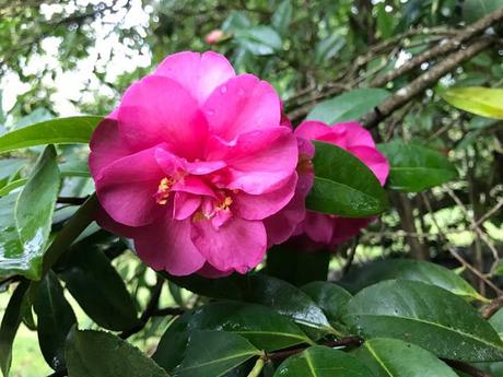 Ruta de la Camelia: El jardín de La Saleta en invierno, del 1 al 31 de enero de 2017. Camellia Route: Saleta's Garden in winter, January, 1-31, 2017.