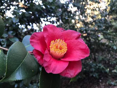 Ruta de la Camelia: El jardín de La Saleta en invierno, del 1 al 31 de enero de 2017. Camellia Route: Saleta's Garden in winter, January, 1-31, 2017.